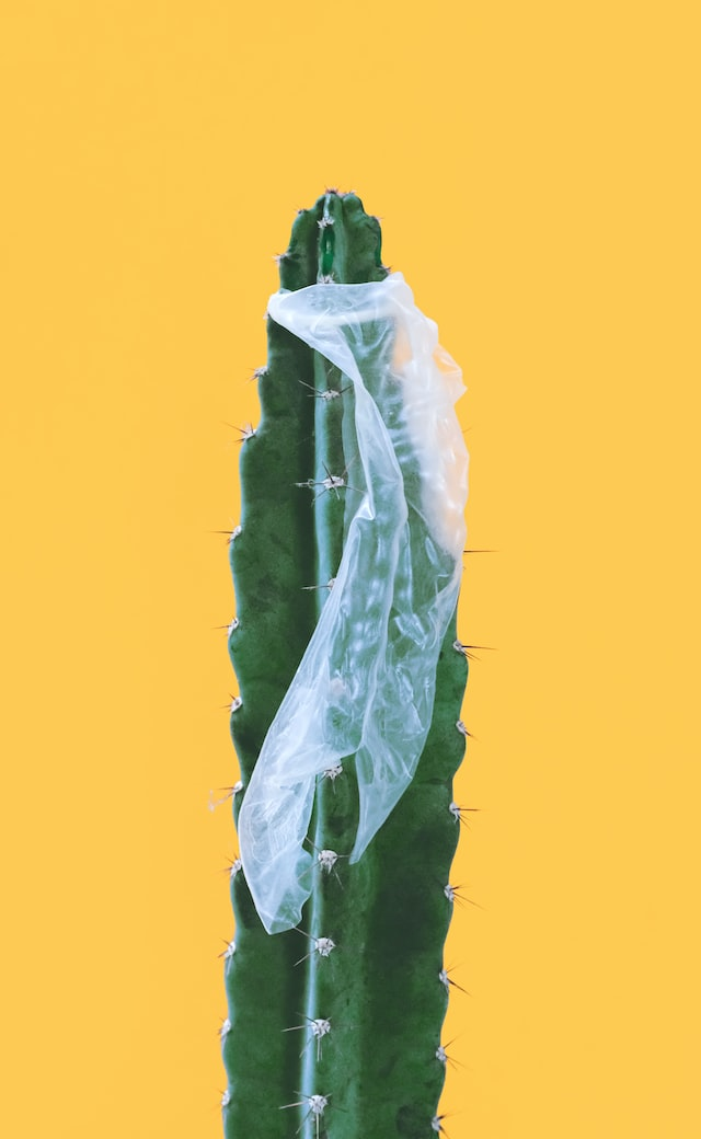 Cactus Et Preservatif