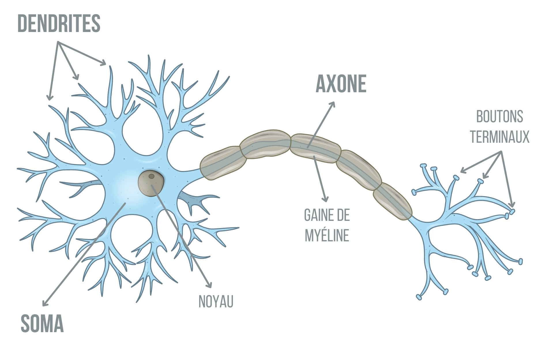 Neurone Anatomie